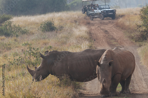 Rhinoceros in nature 