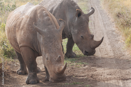 Rhinoceros in nature 