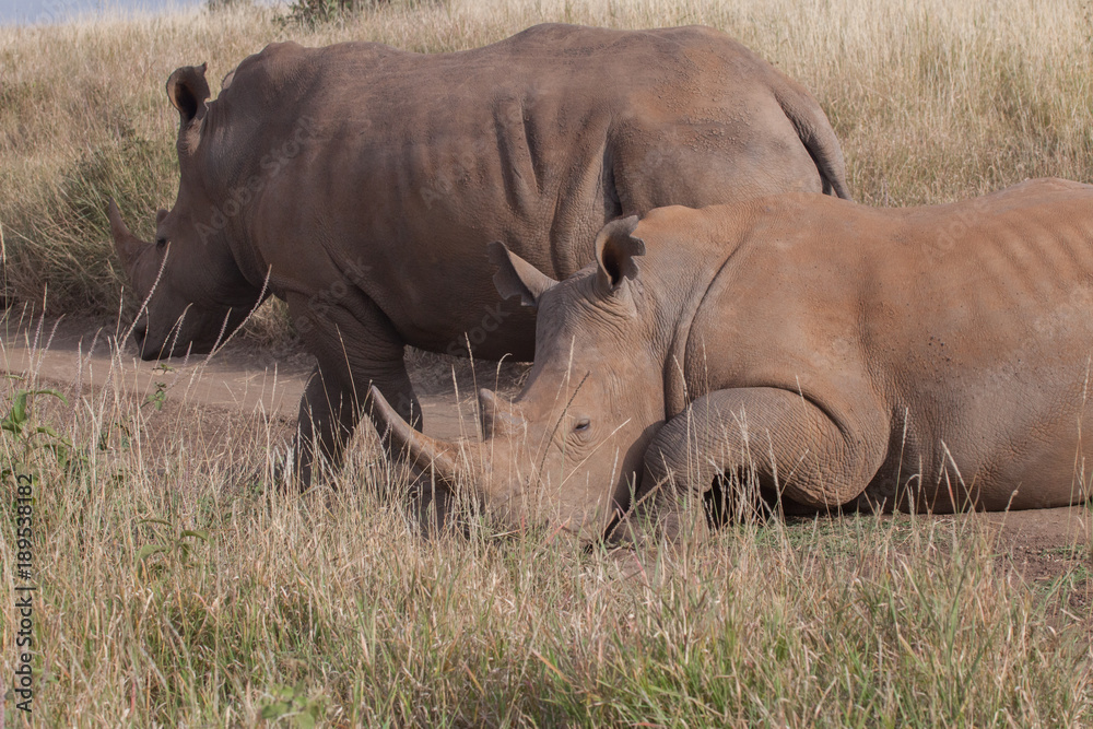 Fototapeta premium Rhinoceros in nature 