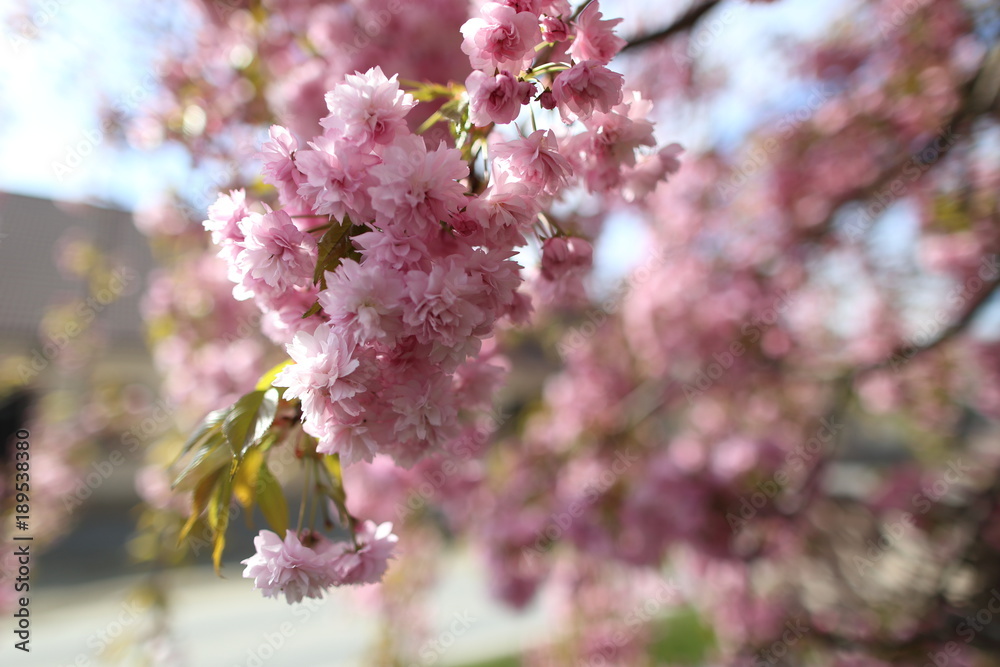 Detail of pink Cherryblossoms in spring Detail of pink Cherryblossoms in spring