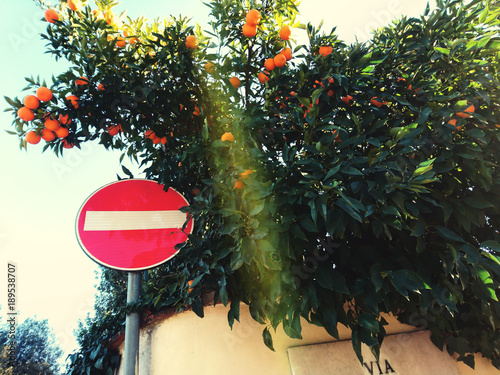 road sign near the bush of mandarins (oranges) through which breaks a bright ray of sunlight photo