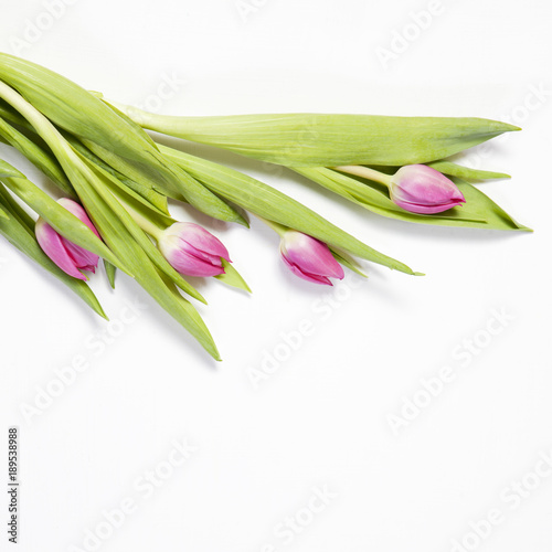 the Pink tulips on a white background as a postcard to Valentine s Day
