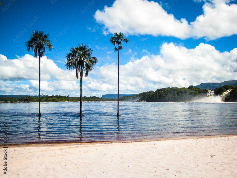 Famous 3 palm-trees in the river in Canaima National Park in Venezuela