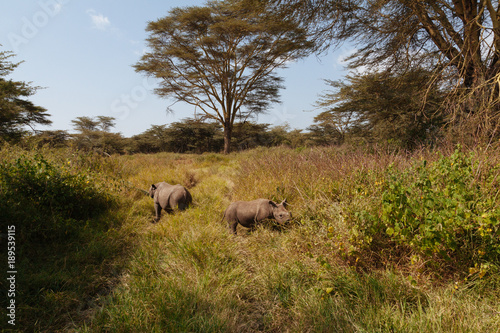 Rhinoceros in Nature © M. Mendelson