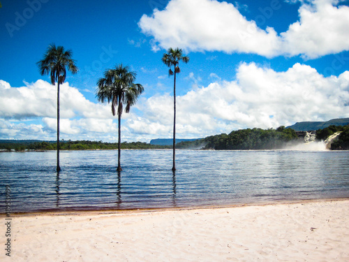 Famous 3 palm-trees in the river in Canaima National Park in Venezuela photo