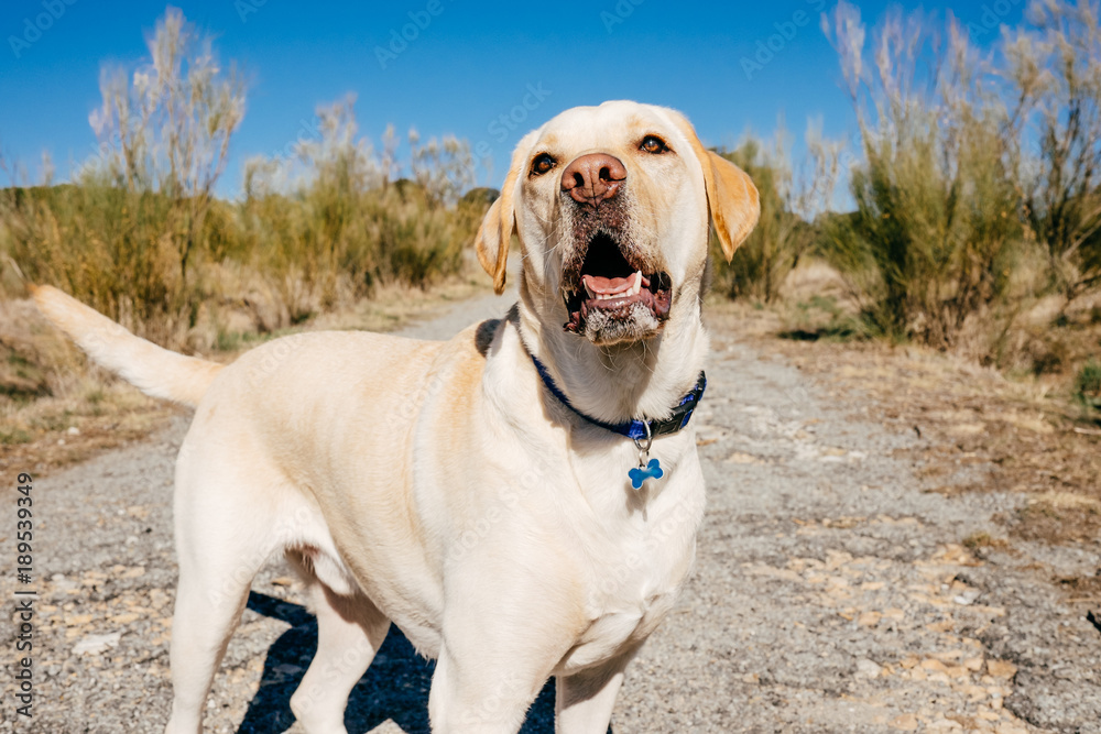 .Portrait of a lovely labrador dog with funny faces during a sunny morning walk outdoors. Lifestyle.