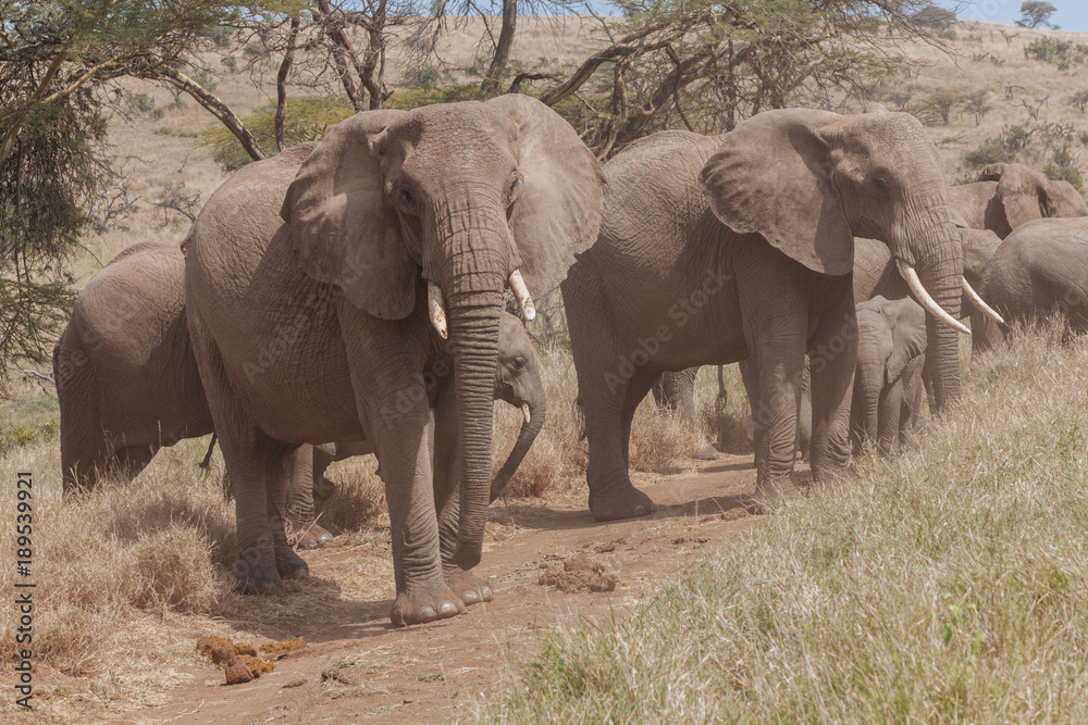 Elephant in Nature 