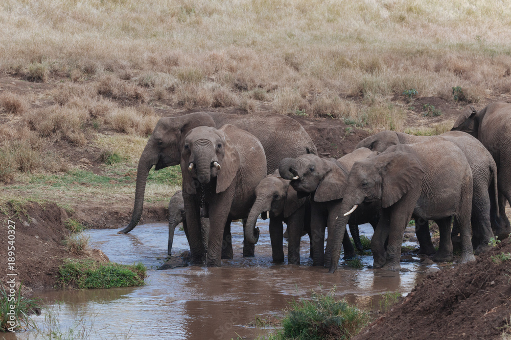 Fototapeta premium Elephant in Nature 