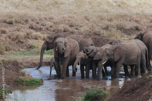 Elephant in Nature 