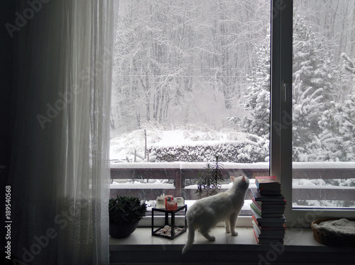 Cozy hugge winter morning with snow thrue the window. Windowsill with books, plants, cat. Morning mood. photo