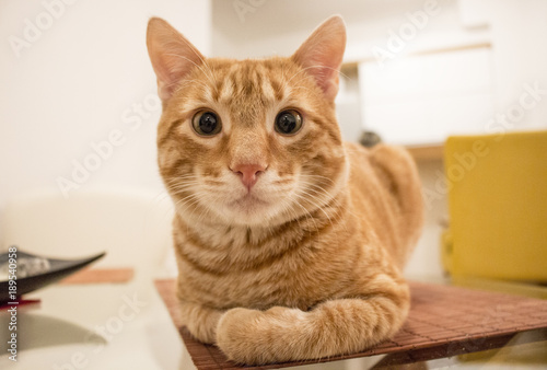 Wallpaper Mural Kitten portrait  Torontodigital.ca