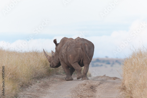 Rhinoceros in Nature