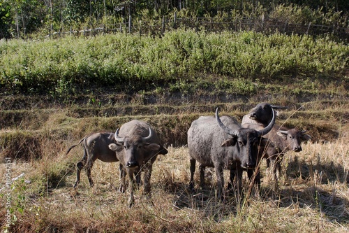 Fototapeta Naklejka Na Ścianę i Meble -  Buffaloes in the fields of Thailand