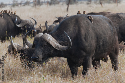African Buffalo cape buffalo
