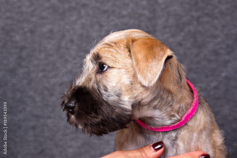 Irish Soft Coated Wheaten Terrier puppy portrait in pink collar on gray background Irish Soft Coated Wheaten Terrier puppy portrait in pink collar on gray background