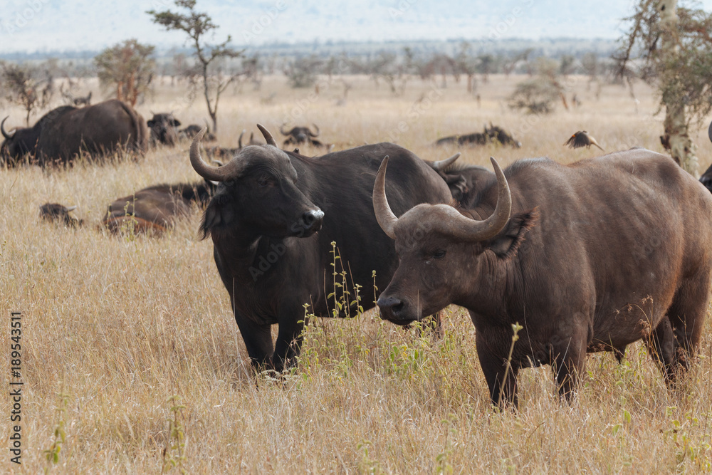 African Buffalo cape buffalo African Buffalo cape buffalo