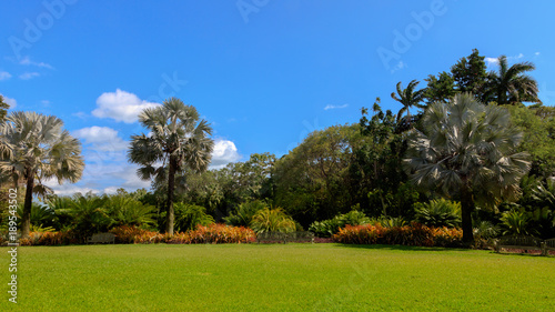 Meadow and palms in Fairchild Tropical Botanic Garden  Florida  USA