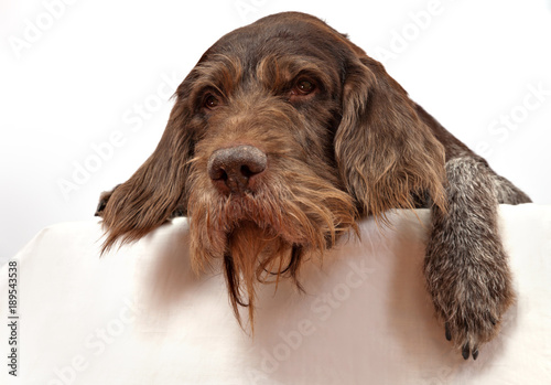 Dog breed drathaar german wirehaired pointe portrait on wtite background