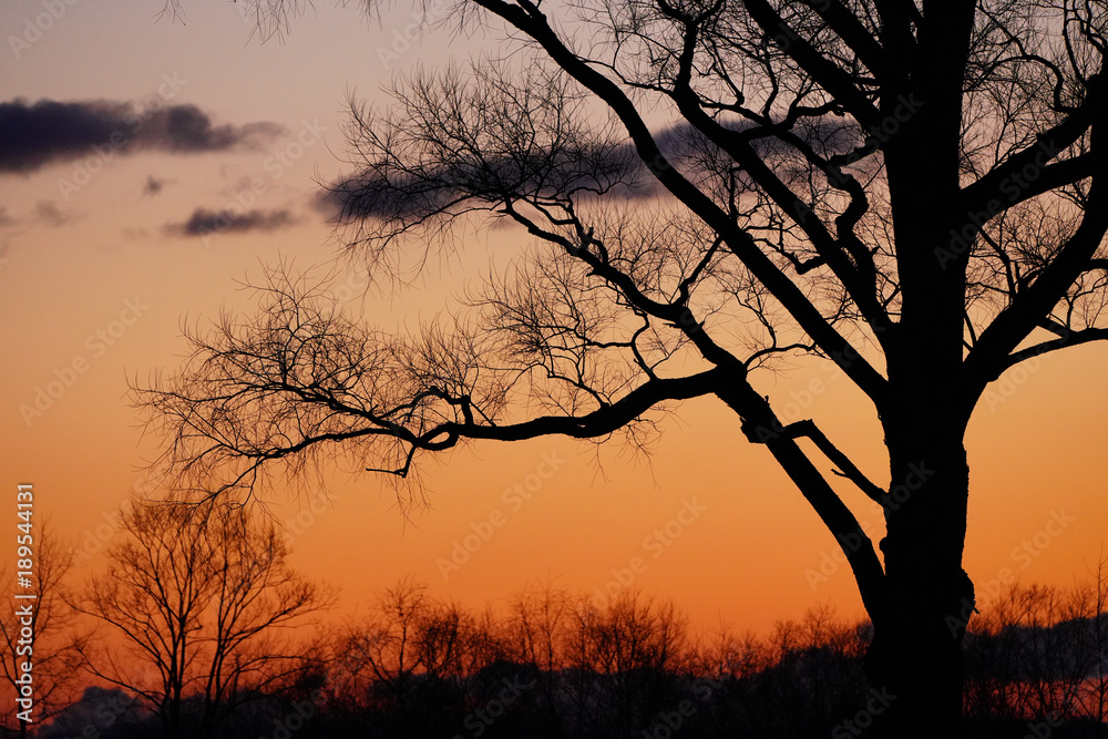 Obraz premium 早朝の木