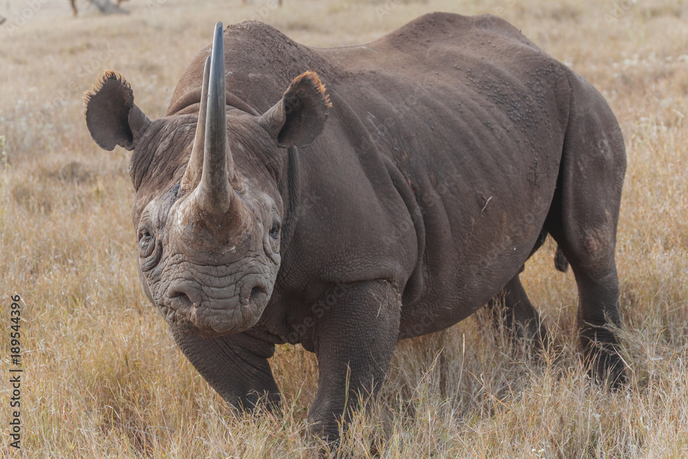 Obraz premium Rhinoceros in Nature 