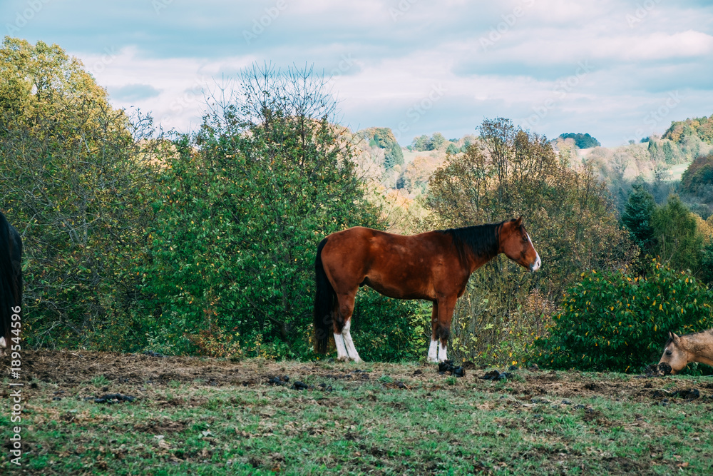 Pferde im Odenwald 