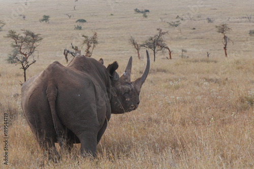 Rhinoceros in Nature 