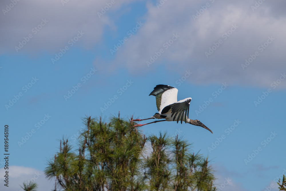 Australian Ibis in flight Australian Ibis in flight