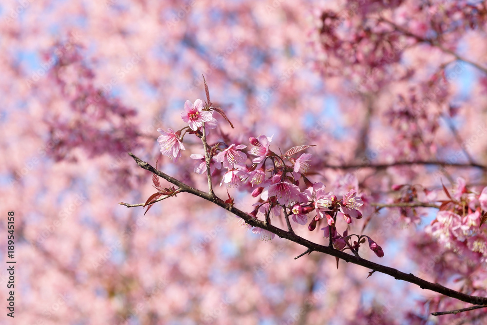wild himalayan cherry or Thai sakura flower wild himalayan cherry or Thai sakura flower