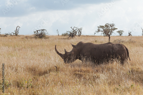 Rhinoceros in Nature 