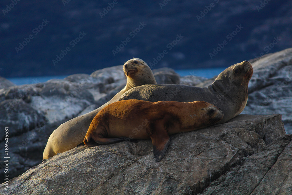 Leões marinhos em Ushuaia
