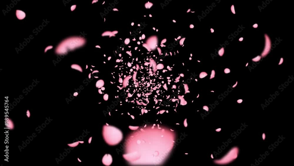 Cherry_Blossom_Rolling_20s_BL_WH_ALFA_桜吹雪回転_アルファ付