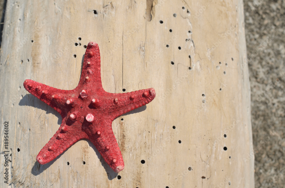Red dry sea star on a beige log washed up with sea water Red dry sea star on a beige log washed up with sea water