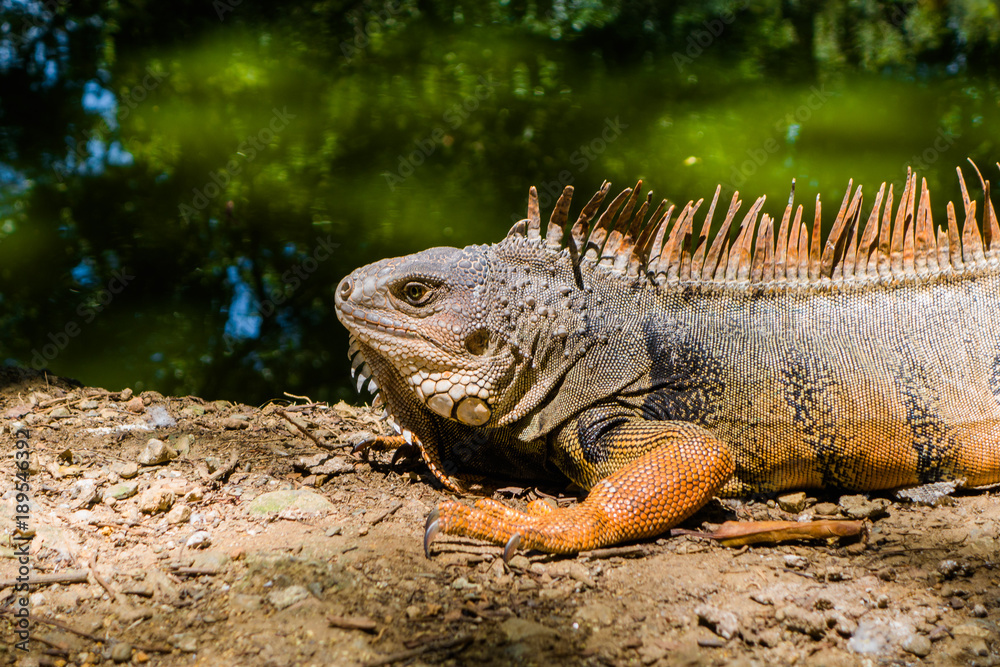 Close up of a beautiful iguana resting near to an artificial pond inside of a the botanical greenhouse in Medellin Close up of a beautiful iguana resting near to an artificial pond inside of a the botanical greenhouse in Medellin