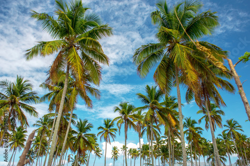 the palm tree forest, green palm trees on a green lawn on sky blue background