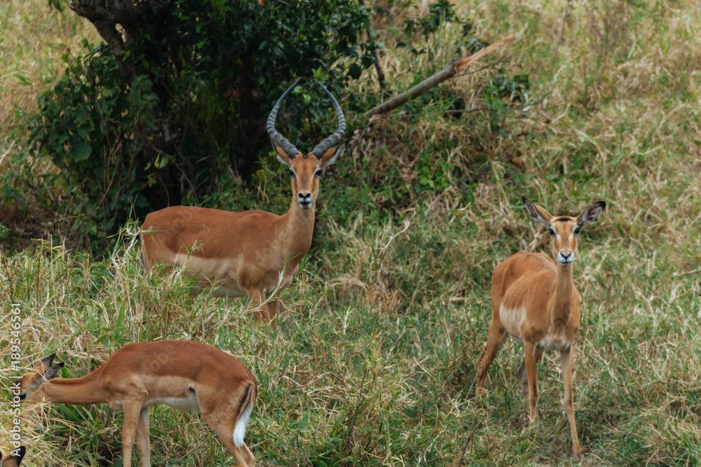 Springbok in Nature 