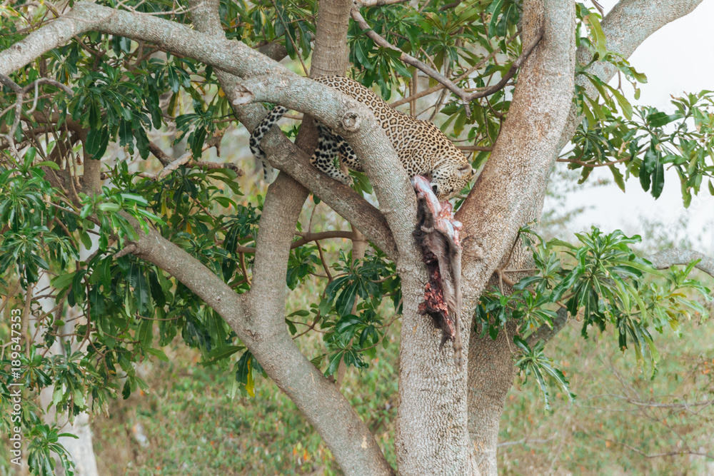 Obraz premium Leopard in Nature 