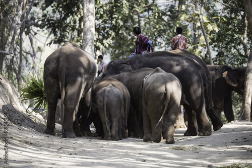 Camps d   l  phant  nord de la Thailande