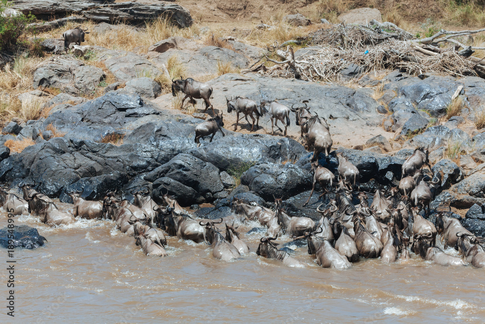 Foto wildebeest in Nature