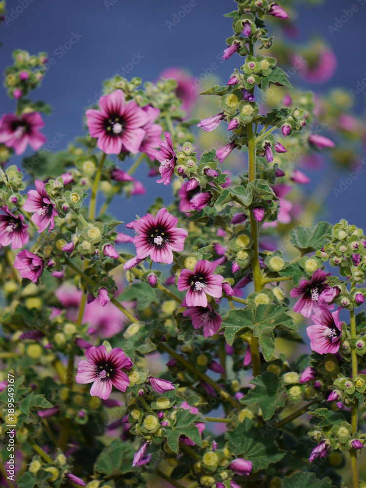Fototapeta premium lot of purple flowers 