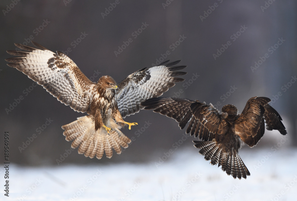 Fototapeta premium Common buzzard (Buteo buteo)