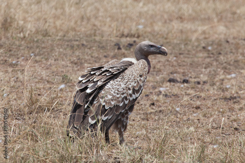 Vulture in Nature 