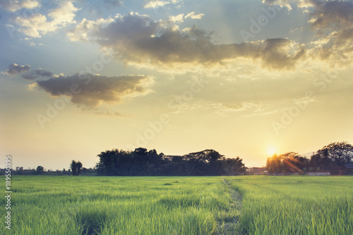 Image of green grass field and bright blue sky