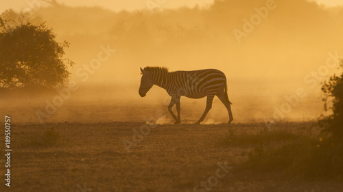 Zebra at sunrise