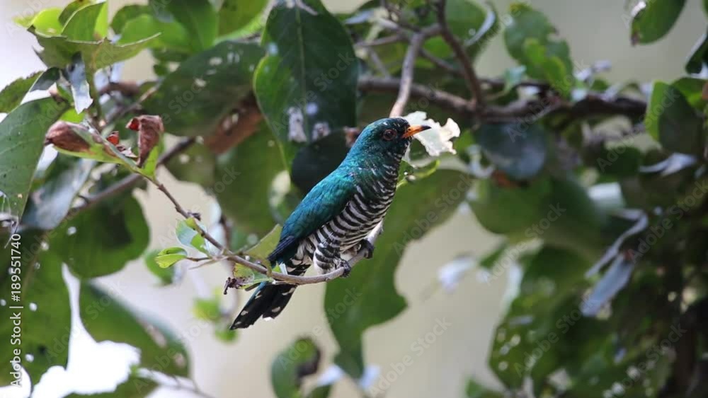 Asian Emerald Cuckoo (Chrysococcyx maculatus) on tree in nature.