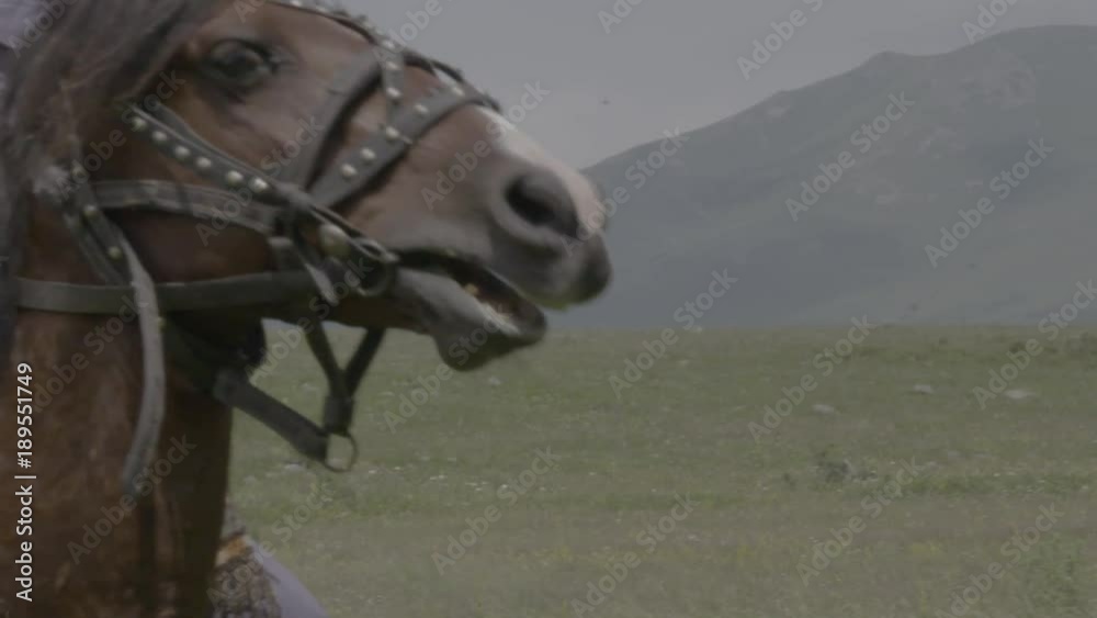 horse head detail slow motion