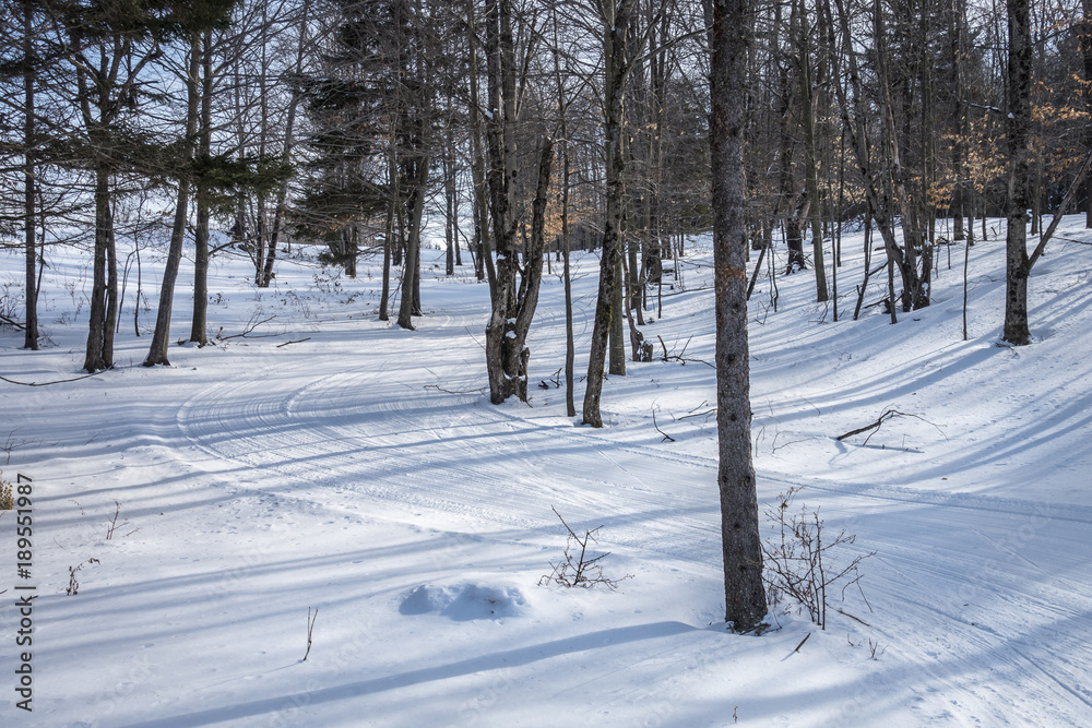 Nordic Ski Trails in a Forest
