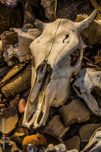 cow skull on bones. Altar traditional