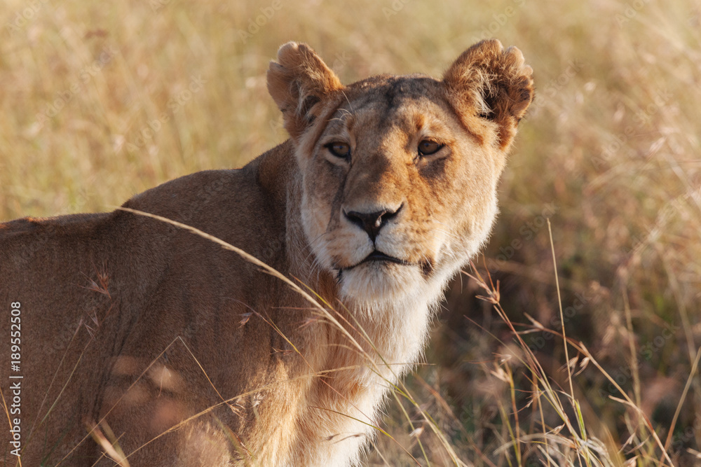 Lion in Nature Lion in Nature