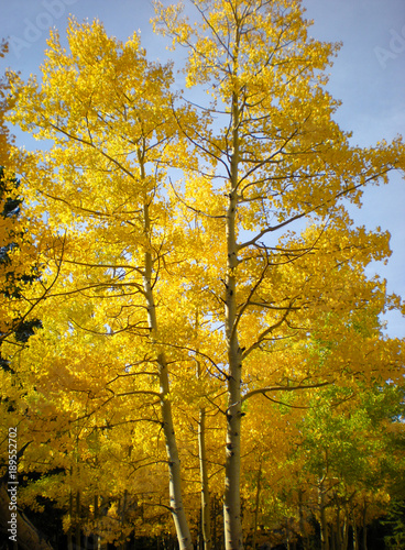 Golden Yellow Aspen Trees in the Fall along Squaw Pass, CO