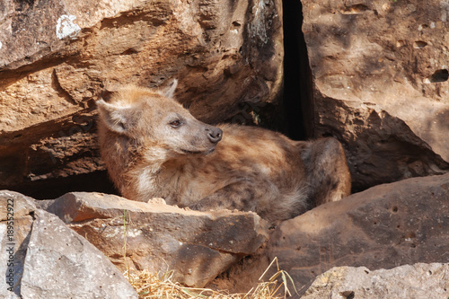 Hyena in Nature 